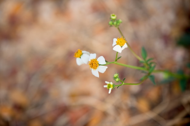 Hermosa flor de hierba verde de la naturaleza con fondo borroso para fondo de pantalla