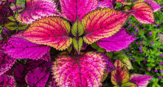 Hermosa flor de hoja de planta de coleo rojo, naturaleza en verano