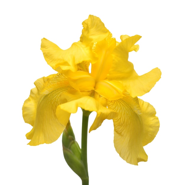 Hermosa flor de iris amarillo aislada sobre fondo blanco. Pascua de Resurrección. Verano. Primavera. Endecha plana, vista superior. Amor. día de San Valentín