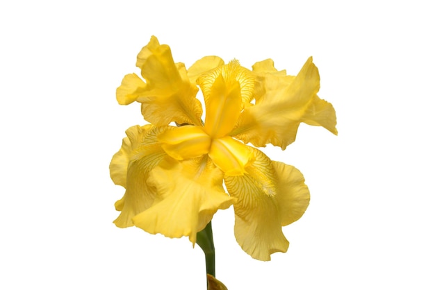 Hermosa flor de iris amarillo aislada sobre fondo blanco. Pascua de Resurrección. Verano. Primavera. Endecha plana, vista superior. Amor. día de San Valentín