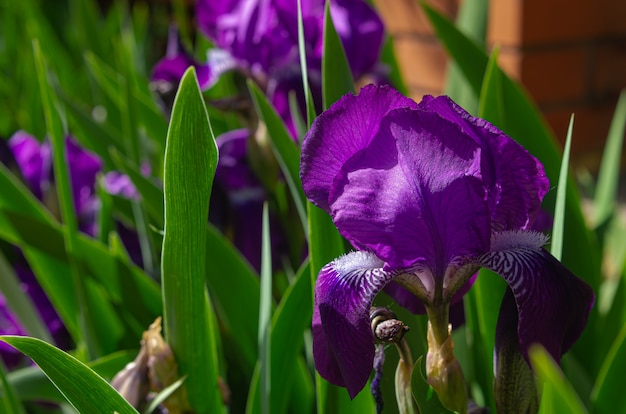 Hermosa flor de iris azul en un macizo de flores