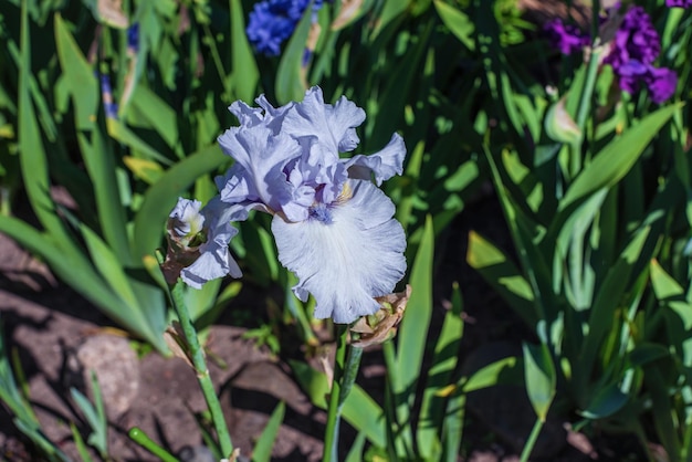 Foto hermosa flor de iris azul plateado en el jardín