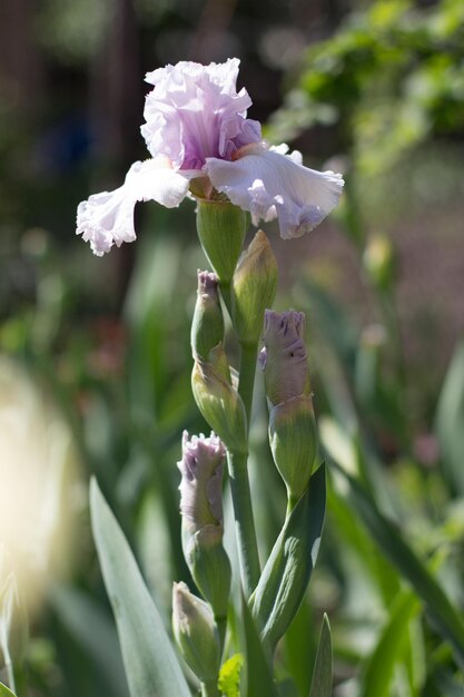 Hermosa flor de iris blanco que crece en el jardín