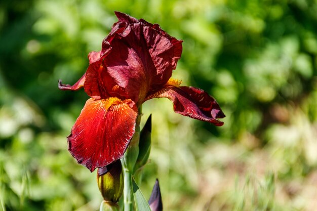 Hermosa flor de iris en macizo de flores en el jardín