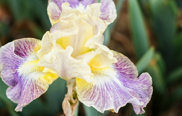 Hermosa flor de iris multicolor.