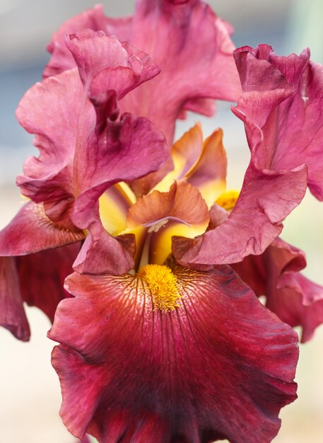 Hermosa flor de iris multicolor.