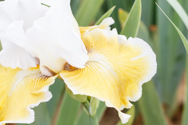 Hermosa flor de iris multicolor.