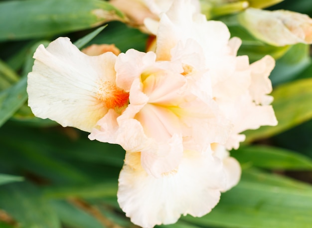 Hermosa flor de iris multicolor.