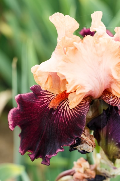 Hermosa flor de iris multicolor.