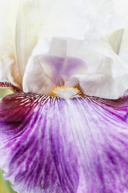 Hermosa flor de iris multicolor