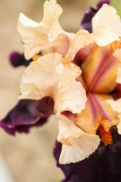 Hermosa flor de iris multicolor