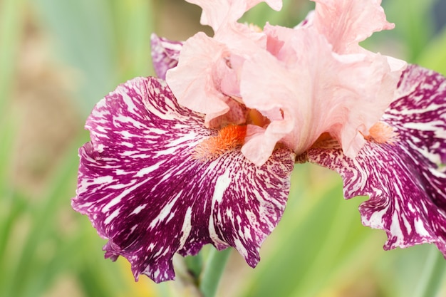 Hermosa flor de iris multicolor