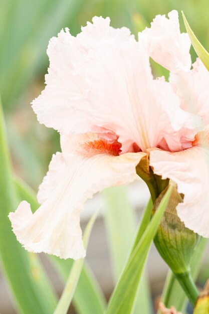 Hermosa flor de iris multicolor