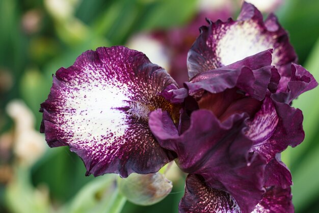 Hermosa flor de iris multicolor