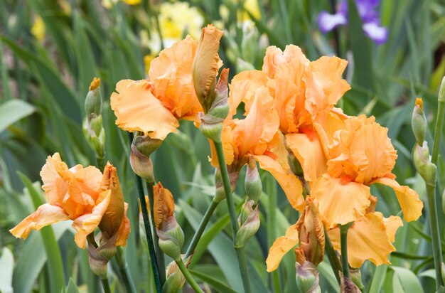 Hermosa flor de iris naranja en parterre