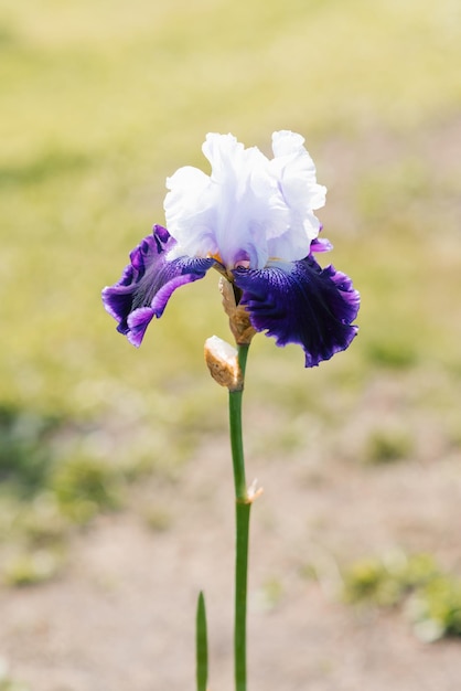 Hermosa flor de iris púrpura lila florece en verano en el jardín