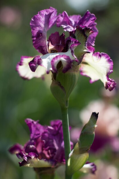 Hermosa flor de iris púrpura que crece en el jardín