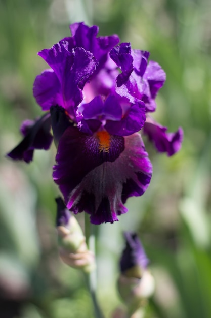 Hermosa flor de iris púrpura que crece en el jardín