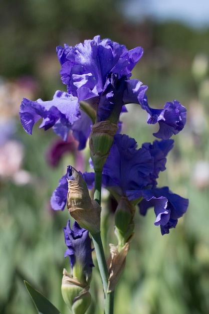 Hermosa flor de iris púrpura que crece en el jardín