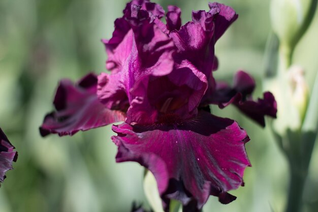 Hermosa flor de iris púrpura que crece en el jardín