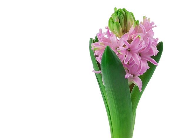 Hermosa flor de jacinto con pétalos de color rosa y violeta está aislado, primer plano