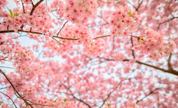 Hermosa flor de Japón Sakura bajo la luz del sol