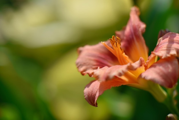 Hermosa flor en el jardín en verano