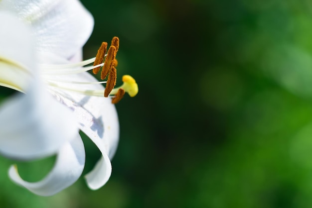 Hermosa flor en el jardín en verano