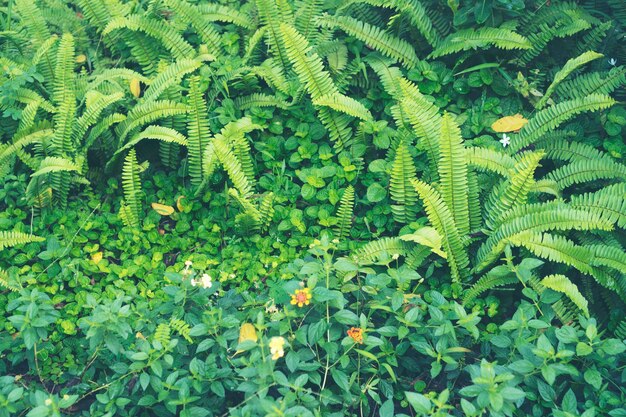 hermosa flor en el jardín