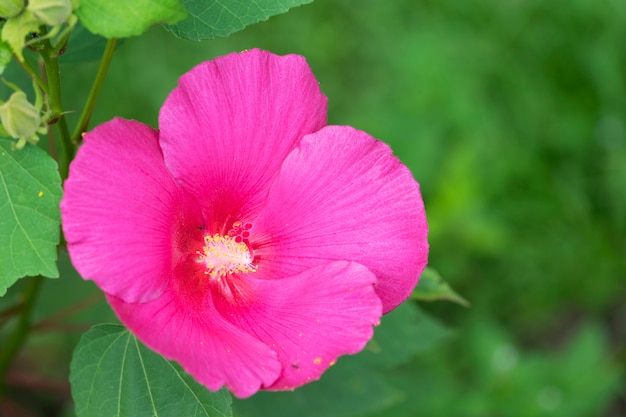 hermosa flor en el jardín