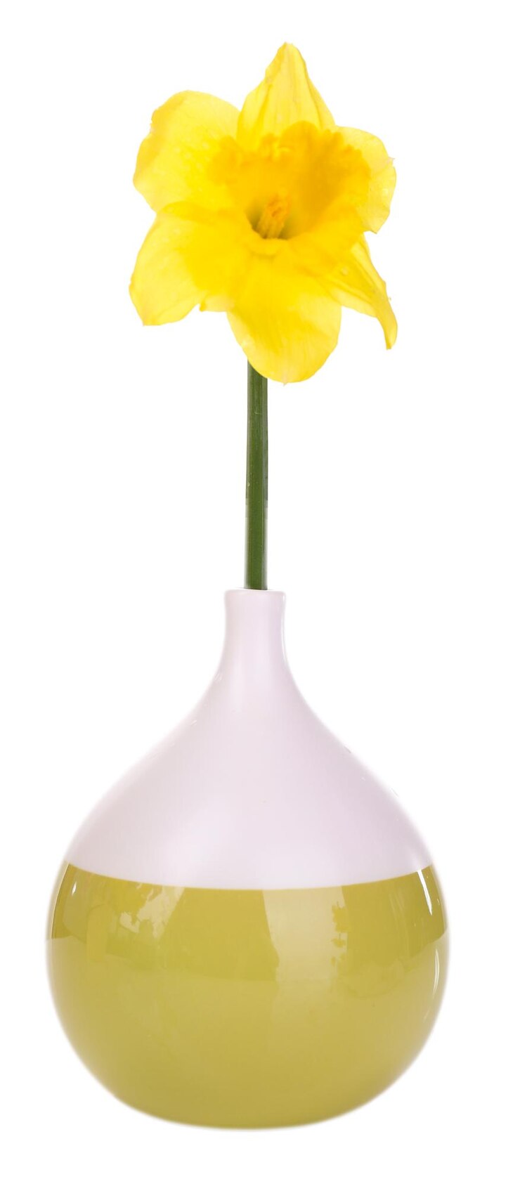 Foto hermosa flor en jarrón aislado en blanco