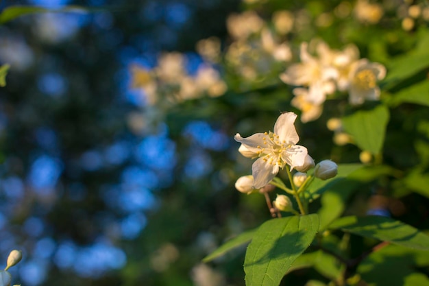 Hermosa flor de jazmín blanco en un día nublado de verano