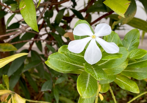 hermosa flor de jazmín jazmín blanco Las flores de jazmín blanco de cinco pétalos están floreciendo