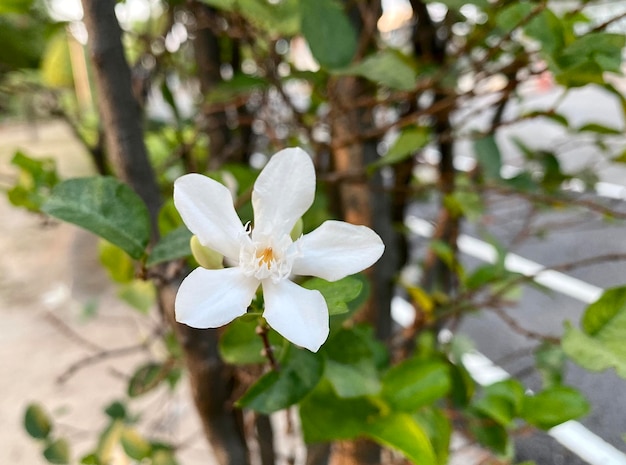 hermosa flor de jazmín jazmín blanco Las flores de jazmín blanco de cinco pétalos están floreciendo