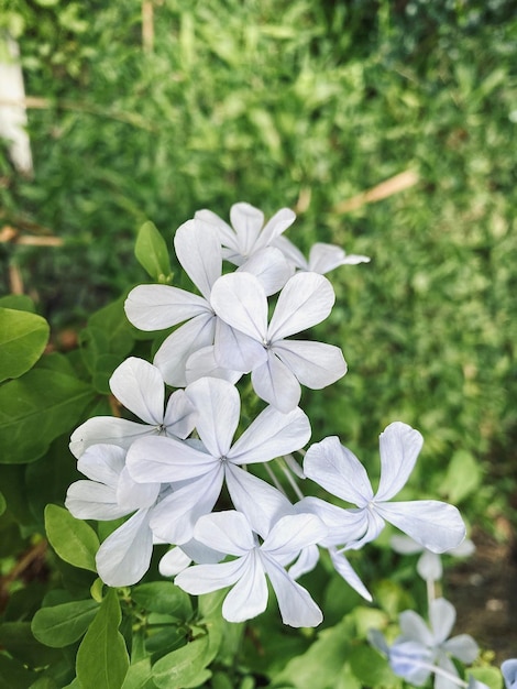 hermosa flor de jazmín jazmín blanco Las flores de jazmín blanco de cinco pétalos están floreciendo