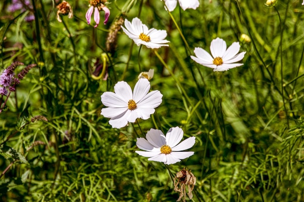 Hermosa flor kosmeya blanca en el jardínxA