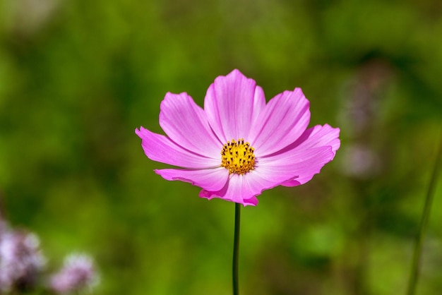 Hermosa flor kosmeya en el jardín.