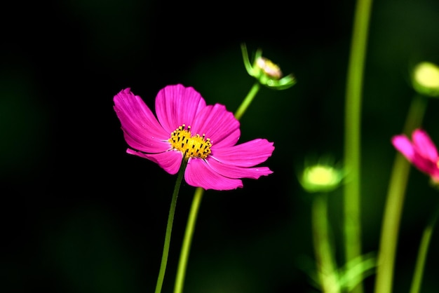 Hermosa flor kosmeya en el jardín.