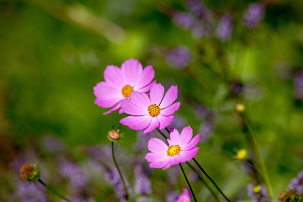 Hermosa flor kosmeya en el jardín.