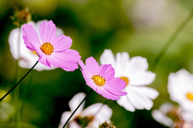 Hermosa flor kosmeya en el jardín.