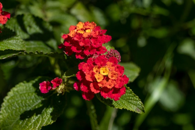 Hermosa flor de Lantana camara