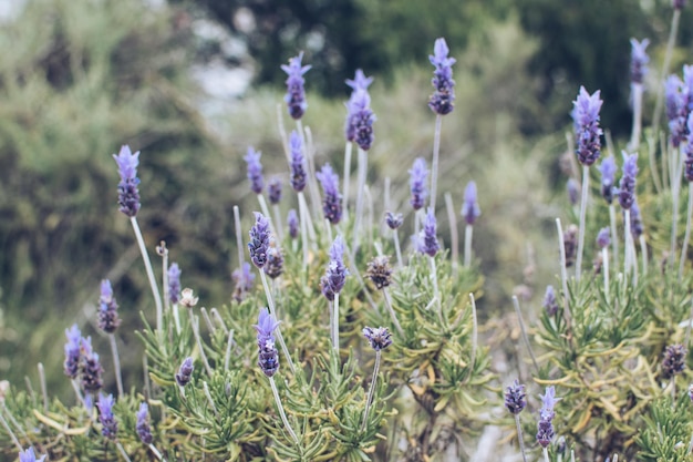 Hermosa flor de lavanda púrpura que florece en el fondo de la planta verde Primer plano de fondo natural Imagen para industrias médicas de perfumes agrícolas y diversos materiales publicitarios