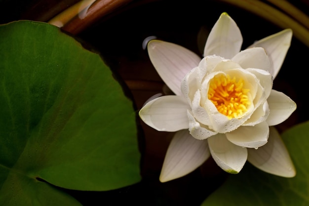 Hermosa flor de lirio de agua blanca en el lago Nymphaea reflejo en el estanque