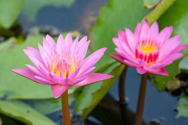 Hermosa flor de lirio de agua en el estanque