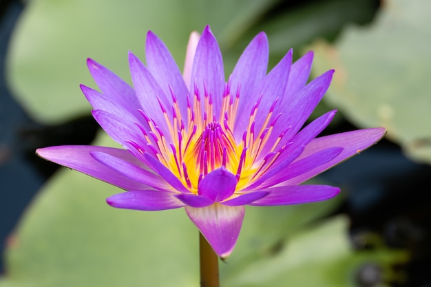 Hermosa flor de lirio de agua en el estanque