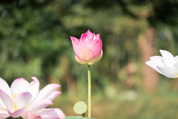 Hermosa flor de lirio de agua en el estanque