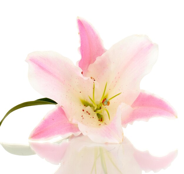 Hermosa flor de lirio aislado en blanco