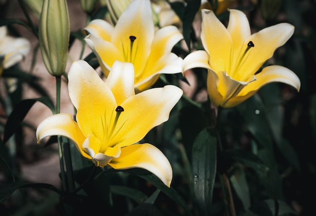 Hermosa flor de lirio amarillo y blanco en el fondo de la flor del jardín