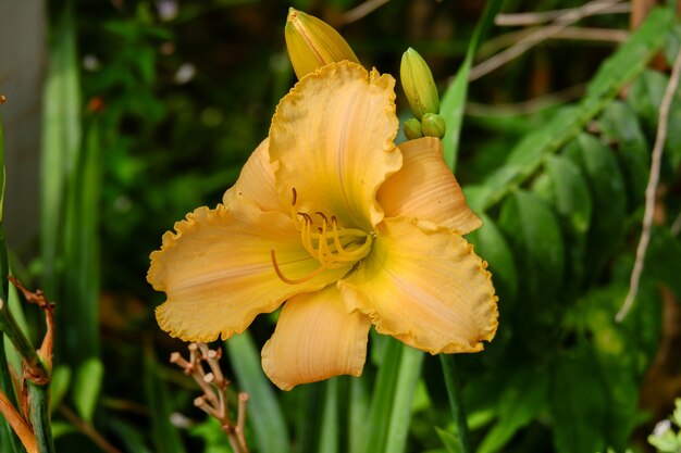 Hermosa flor de lirio amarillo