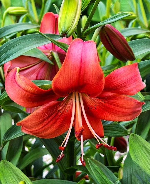 Hermosa flor de lirio asiático rojo que florece en el jardín en un día de verano
